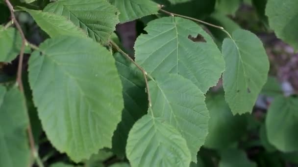 Groene bladeren van hazelaar, hazelaar boom, achtergrond — Stockvideo