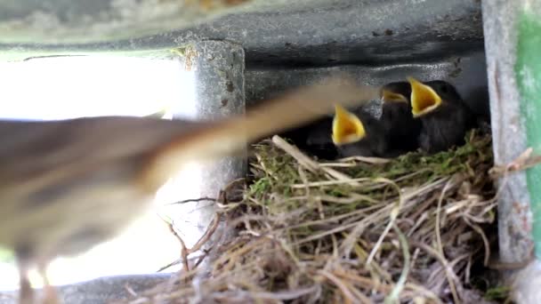 Un bellissimo uccellino vola verso il nido e li nutre. Pulcini con bocche gialle nel nido, sfondo, spazio per copiare il testo — Video Stock