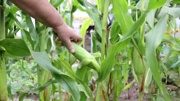 Femme cueille des épis de maïs doux à partir de plantes vertes, fond, gros plan, bio — Video
