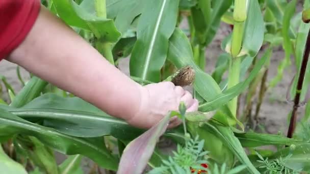 Женщина собирает початки сладкой кукурузы из зеленых растений, фона, сельского хозяйства — стоковое видео