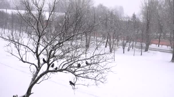 Os pássaros de corvo sentam-se em uma árvore durante uma queda de neve. Cidade de inverno, espaço de cópia, câmera lenta — Vídeo de Stock