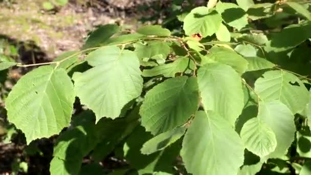 Folhas verdes de avelã, árvore de avelã, fundo — Vídeo de Stock