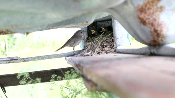 Pták přiletí a nakrmí svá mláďata do hnízda. Chov potomků, volně žijící zvěř, kopírování prostoru pro text — Stock video
