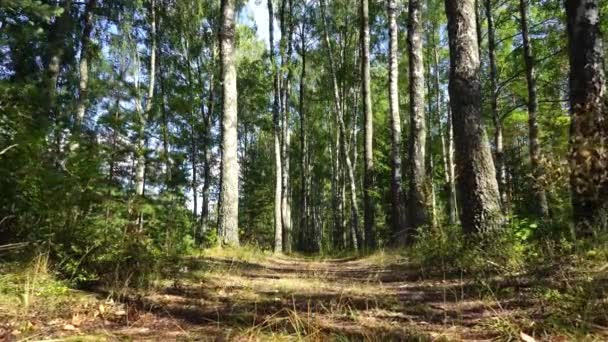 Vicolo di betulla nella foresta estiva. Il vento ondeggia alberi, giornata di sole nella foresta, sfondo — Video Stock