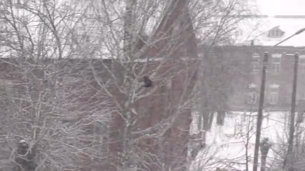 겨울 나무를 배경으로 하늘을 나는 새 까마귀, 눈. — 비디오
