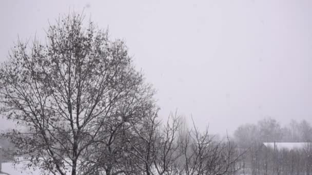 Nieve fuerte en invierno con la arquitectura de la ciudad y los árboles de fondo, cámara lenta — Vídeos de Stock