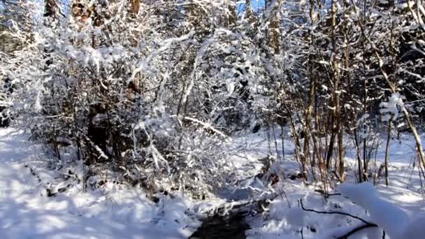 Een bronstroom stroomt tegen de achtergrond van een besneeuwd natuurlandschap. Ontdooien concept vroege lente, bevroren — Stockvideo