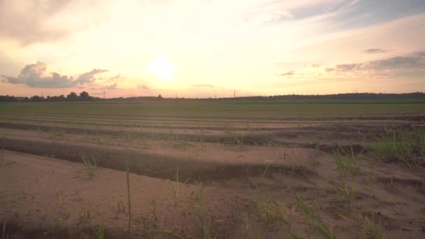在夕阳西下的背景下，生长着一排排植物的田野。农业和耕作概念 — 图库视频影像