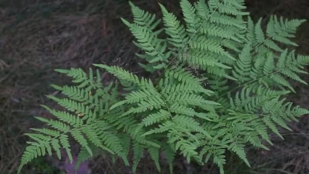 Waldgrüner Farn, der im Wald wächst, Pflanze. Hintergrund, tropisch — Stockvideo