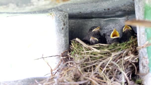 Piękny mały szpakowaty ptaszek leci do gniazda i je karmi. Małe pisklęta z żółtymi ustami w gnieździe, tło, kopia miejsca na tekst — Wideo stockowe