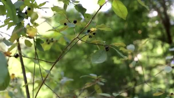 Foresta velenosa pianta bacche di lupo. Frutto nero che cresce su cespugli, medicinale, sfondo — Video Stock