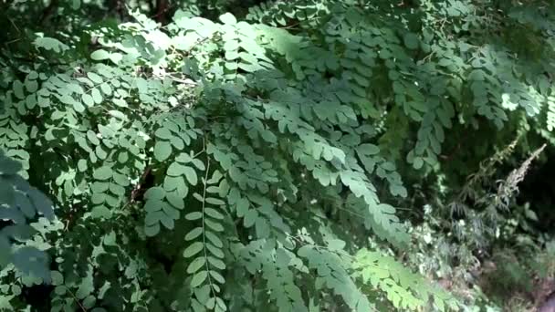 Groene acaciaboom in het bos in de natuur — Stockvideo