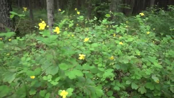 Läkande växt celandine med gul blomma växer i skogen, bakgrund, läkemedel — Stockvideo