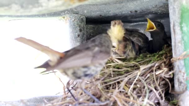Piękny mały szpakowaty ptaszek leci do gniazda i je karmi. Małe pisklęta z żółtymi ustami w gnieździe, tło, kopia miejsca na tekst — Wideo stockowe
