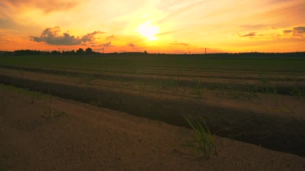 Giardino fila letto in un campo seminato al tramonto. Industria agricola. Terreno urbano pubblico — Video Stock
