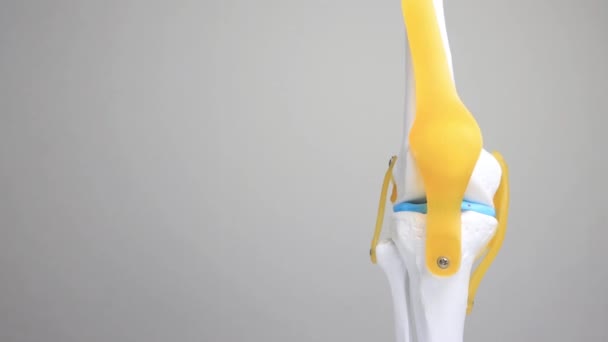Attrappe eines medizinischen Kniegelenks auf weißem Hintergrund. Konzept der Knieerkrankungen Arthrose und Arthritis, Kopierraum für Text — Stockvideo