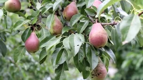 Röda stora päron växer på trädet på sommaren. Läcker och saftig frukt, bakgrund, ekologisk — Stockvideo