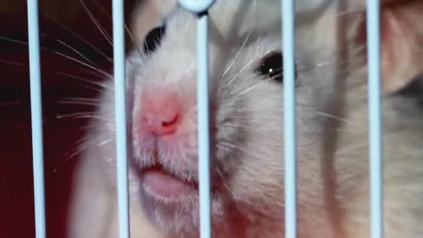 Vit hamster klättrar upp i buren, närbild. Sällskapsdjur, lurvig, makro — Stockvideo