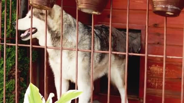 O cão Laika ladra no aviário e guarda a casa. Bela imprensa atrás das grades — Vídeo de Stock
