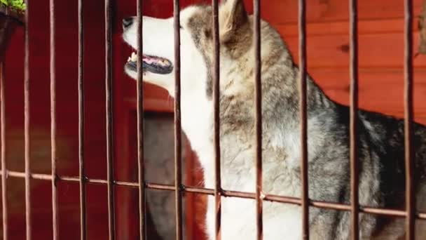 Il cane Laika abbaia nella voliera e sorveglia la casa. Bella stampa dietro le sbarre — Video Stock