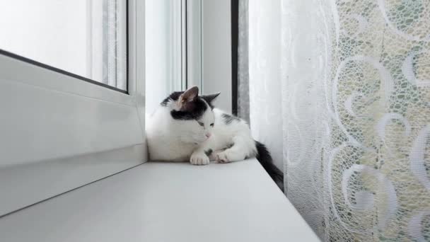 Um gato doméstico branco com manchas pretas fica perto da janela no peitoril da janela, close-up — Vídeo de Stock
