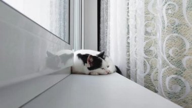 Pencerenin kenarında siyah benekli beyaz bir kedi yatıyor, pencerenin kenarında, yakın plan.