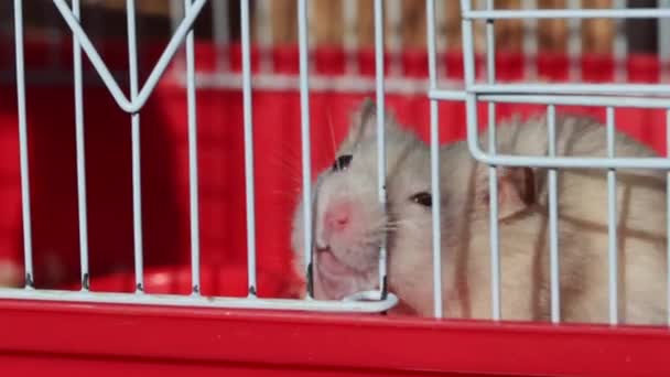 White domestic hamster climbs the cage, close-up. Pet, furry, macro — Stock Video