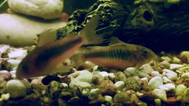 Poisson d'aquarium poisson-chat nager dans l'aquarium à la maison, fond — Video