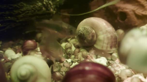 Muchos peces y caracoles del acuario nadan y se alimentan en el acuario casero, fondo. — Vídeo de stock