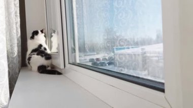 Siyah benekli güzel beyaz bir kedi pencere eşiğinde uzanıyor ve güneşin tadını çıkarıyor. Renkli