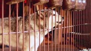 Laika köpeği havlar ve eve göz kulak olur. Parmaklıklar ardında güzel basın