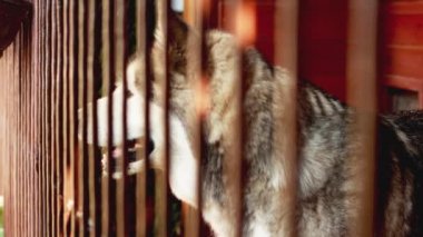 Laika köpeği havlar ve eve göz kulak olur. Parmaklıklar ardında güzel basın
