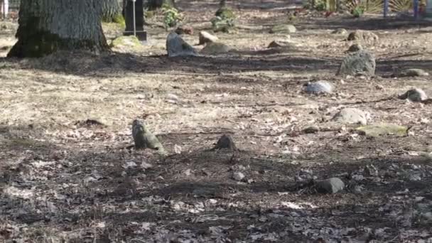 Antiker Friedhof, Denkmäler in Form von Steinen, historische antike Stätte. Hintergrund — Stockvideo