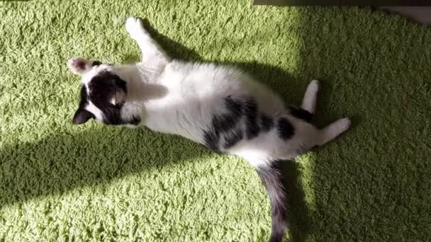 Eine schöne gepflegte weiße Katze mit schwarzen Flecken liegt zu Hause auf einem grünen Teppich und wedelt mit dem Schwanz, Hintergrund — Stockvideo