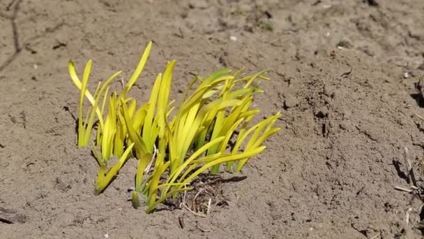 De stengel van een ontluikende geneeskrachtige plant ui knoflook in de tuin, rockambol. Biologisch — Stockvideo