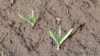 Bahçede filizlenen tıbbi bir soğan sarımsağının sapı, rockambol. Organik