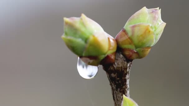 Σταγόνες νερού σε μπουμπούκια που ανθίζουν και κλαδιά δέντρων την άνοιξη μετά τη βροχή, μακροεντολή. Φύση — Αρχείο Βίντεο