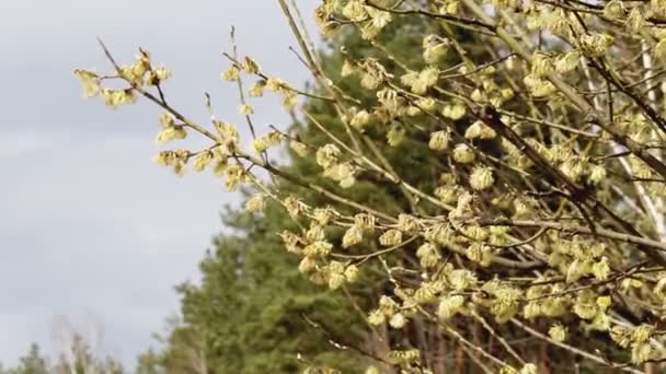 Semak willow mekar dari mana lebah mengumpulkan madu di musim semi. Biru langit latar belakang, alam — Stok Video