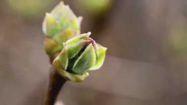 Baharda ağaçlarda güzel yeşil tomurcuklar açar, makro. Açık havada.