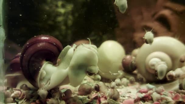 Many aquarium fish and snails swim and feed in the home aquarium, background. — Stock Video