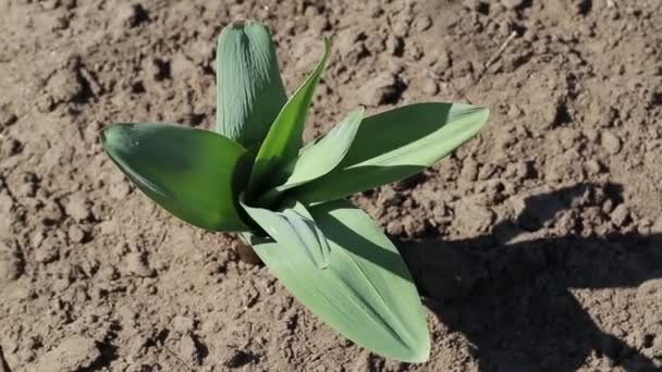 Der Stiel einer keimenden Heilpflanze, Knoblauch im Garten, Steinambol. Bio — Stockvideo