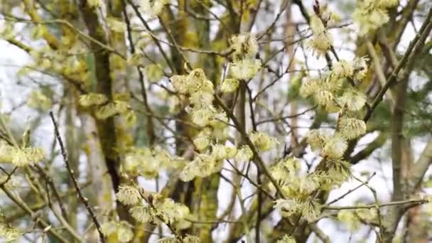 Semak willow mekar dari mana lebah mengumpulkan madu di musim semi. Biru langit latar belakang, alam — Stok Video