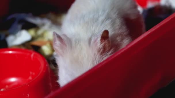 Hamster domestik putih memanjat kandang, close-up. Pet, berbulu, makro — Stok Video