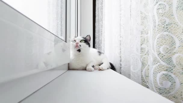 Μια λευκή γάτα με μαύρες κηλίδες βρίσκεται κοντά στο παράθυρο στο περβάζι του παραθύρου, κοντινό πλάνο — Αρχείο Βίντεο