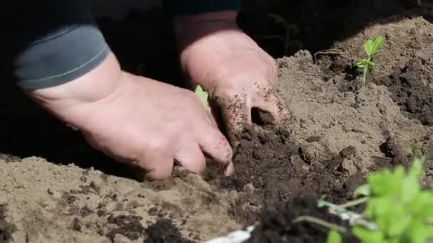 봄철에는 탁트인 땅에 토마토를 심는다. 농사와 농업의 개념, 채소를 심는 것, 클로즈업 — 비디오