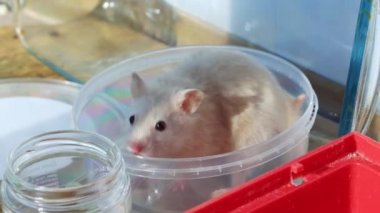 Beyaz Saray 'dan bir hamster evdeki masaya tırmanıyor. Tüylü ev yapımı piometler konsepti, makro