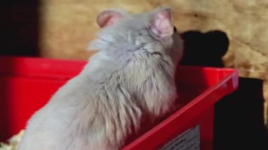 Beyaz hamster kafese tırmanıyor, yakından. Evcil, tüylü, makro