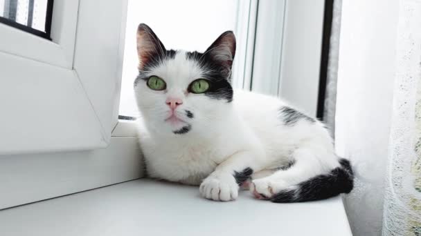 Biały kot domowy z czarnymi plamami leży w pobliżu okna na parapecie, zbliżenie — Wideo stockowe
