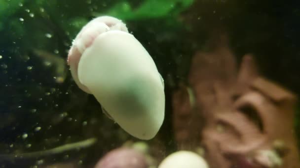 多くの水族館魚やカタツムリが泳いで家の水族館で餌を与え、背景. — ストック動画