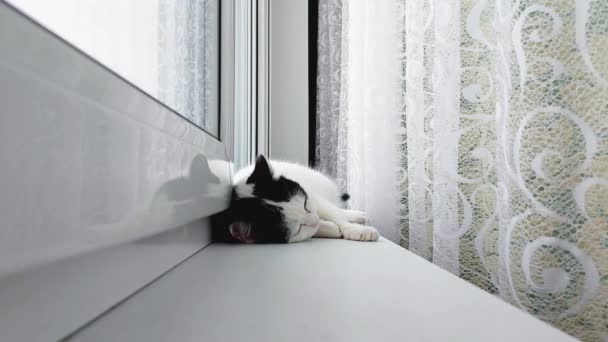 A white domestic cat with black spots lies near the window on the windowsill, close-up — Stock Video